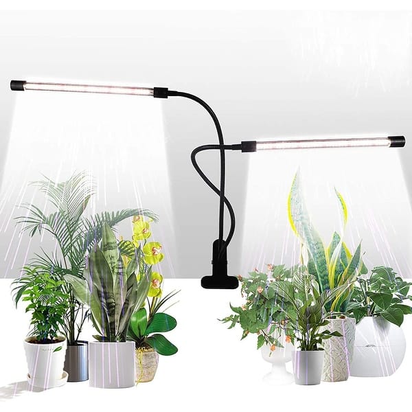 aquarium plant elodea Buy Elodea Supreme Aquarium Bunch Plant