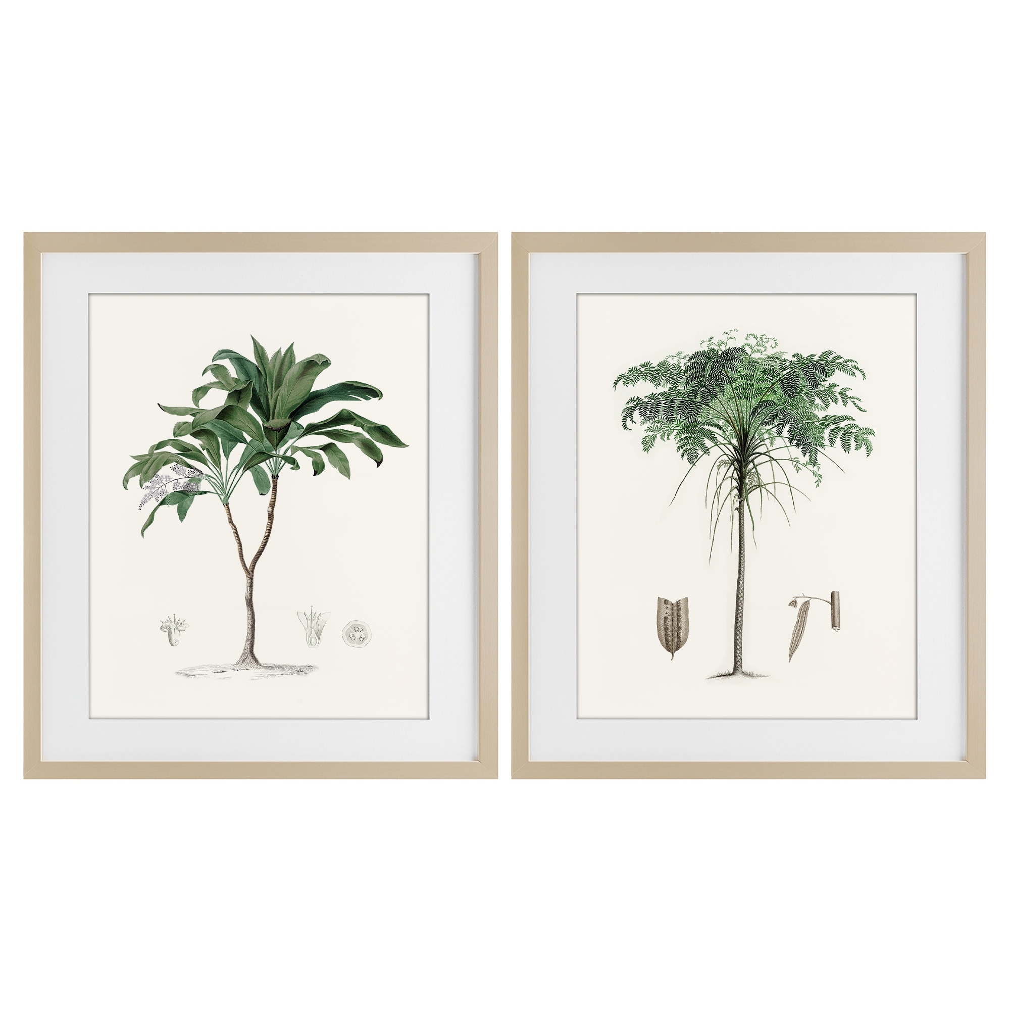 Stupell Two Types of Palms Under Glass Framed Design By Val Rhodes (Set of 2)