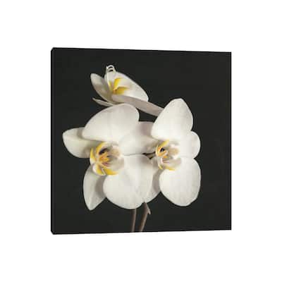 iCanvas "Black And White Orchid II" by Cassia Beck Canvas Print