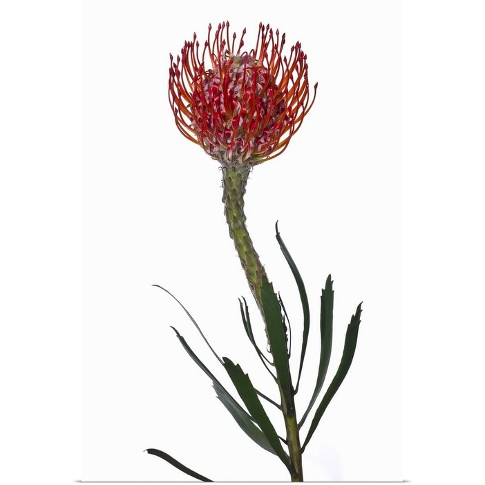 Pincushion Protea Flower Poster Print Overstock