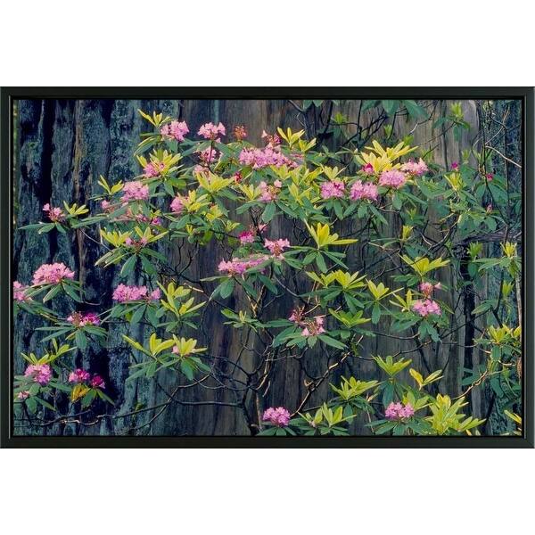 Shop Easy Art Prints Terry Eggers S Spring Redwood Trees And