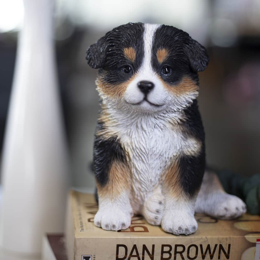 SoReal White & Brown Australian shepherd