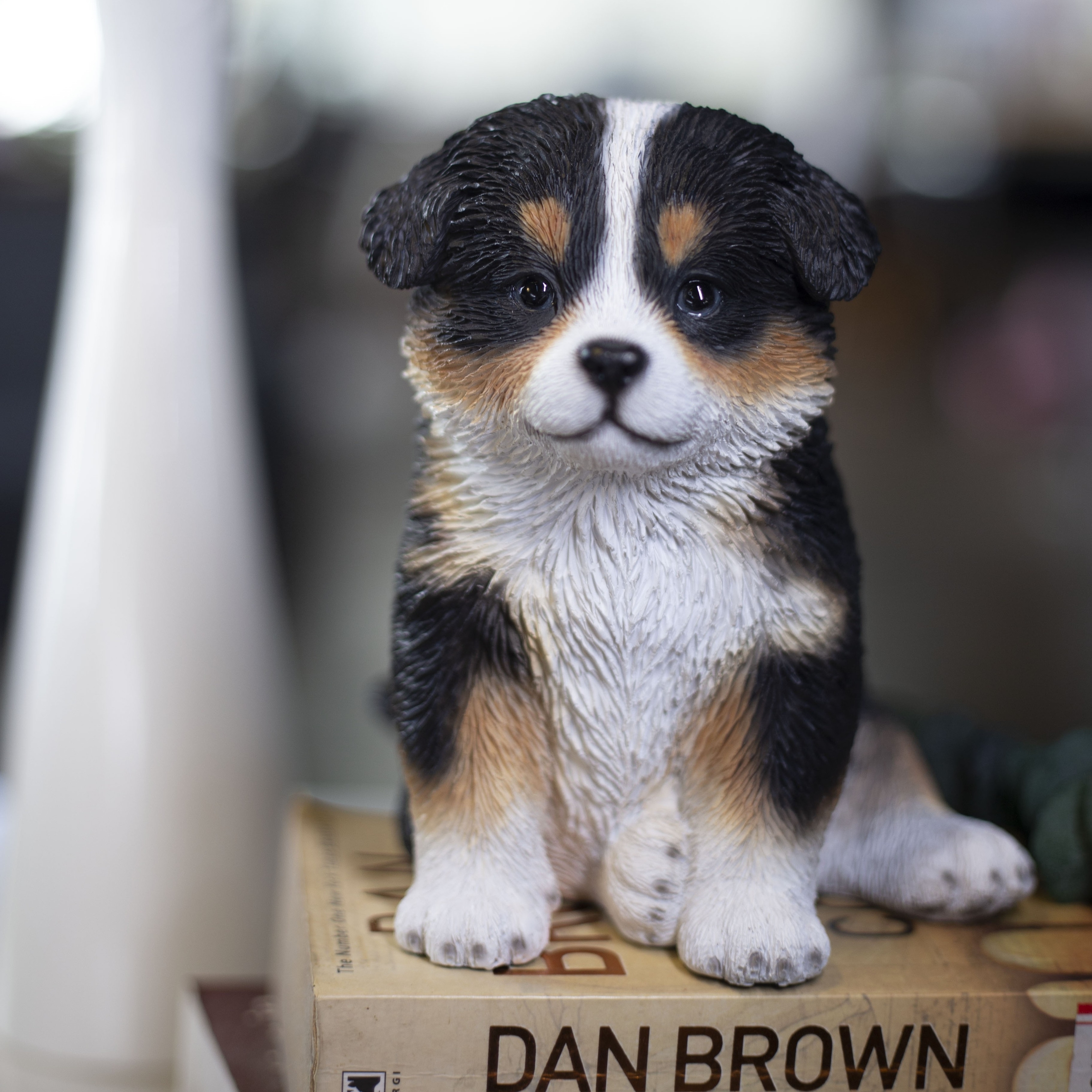 SoReal White & Brown Australian shepherd