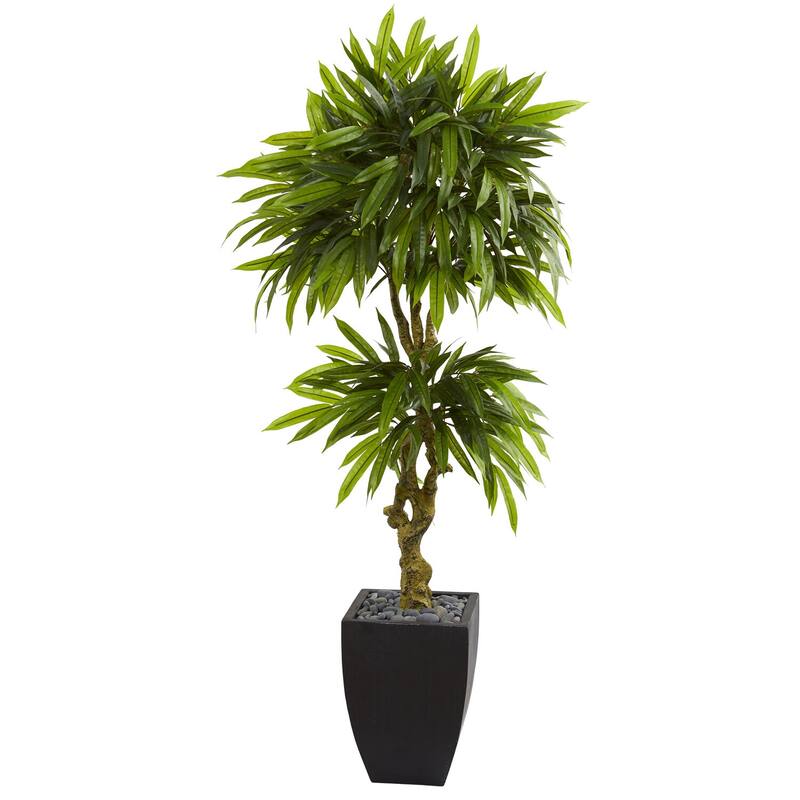 5.5ft Mango Artificial Tree in Black Wash Planter with UV Resistant Green Leaves and Gnarled Trunk for Modern Spaces