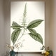 preview thumbnail 6 of 8, Sage Botanical II -Premium Gallery Wrapped Canvas