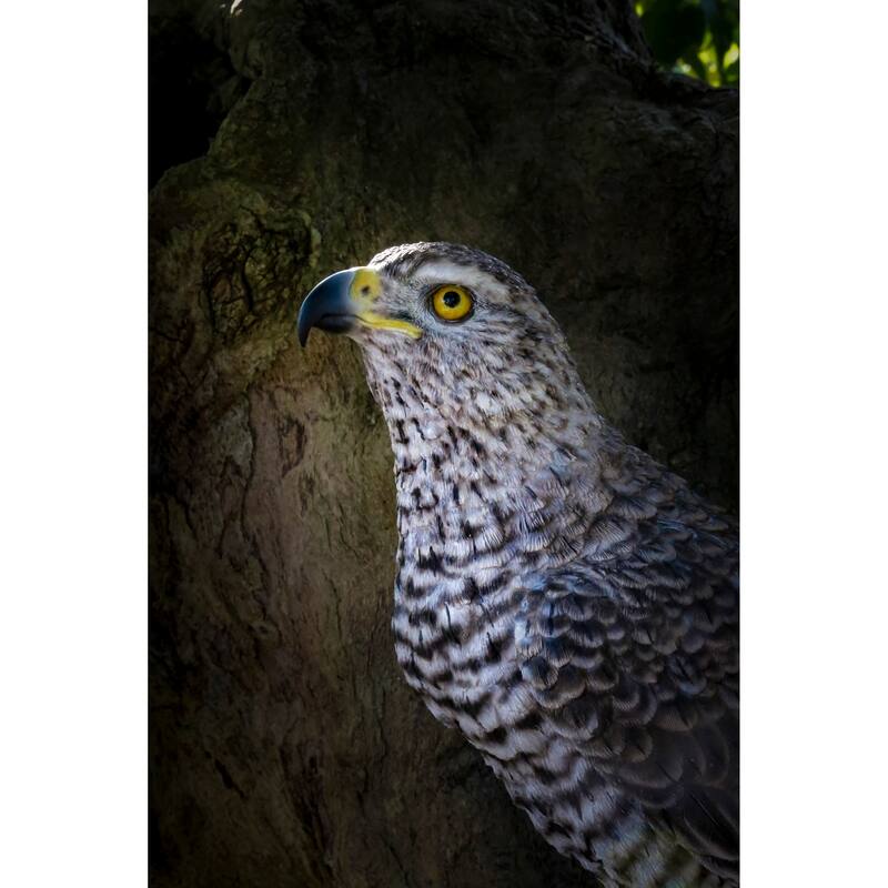 Northern Goshawk Standing On Rock Statue