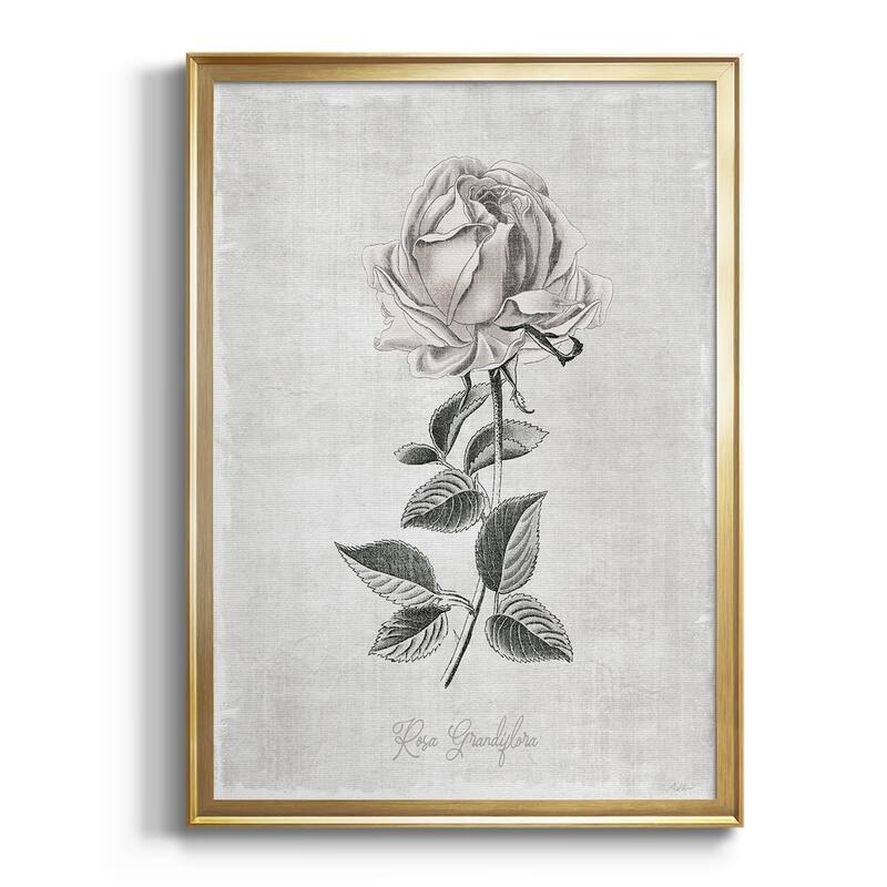 Vintage Botanical II Premium Framed Print - Ready to Hang - 22.5X30.5 - Gold