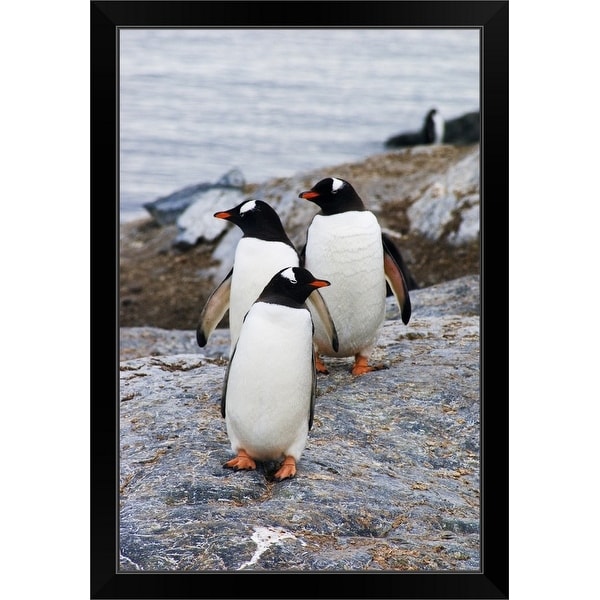 "Three gentoo penguins on rocky island, Antarctica." Black Framed Print