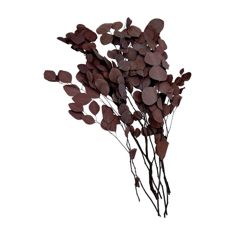 Bundle of 4 Preserved Eucalyptus Apple Leaves 24" long - 24 Inches
