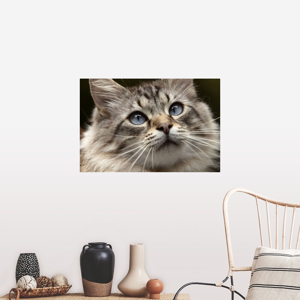 Shop Cat With Blue Eyes Poster Print Free Shipping On Orders
