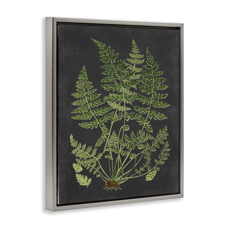Stupell Botanical Drawing Green Black Design Floater Frame