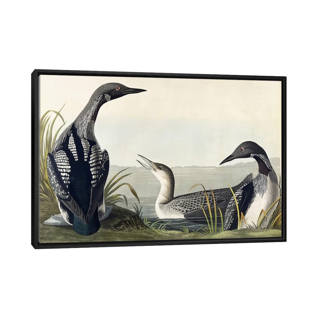 iCanvas "Black-throated Diver " by John James Audubon Framed Canvas Print