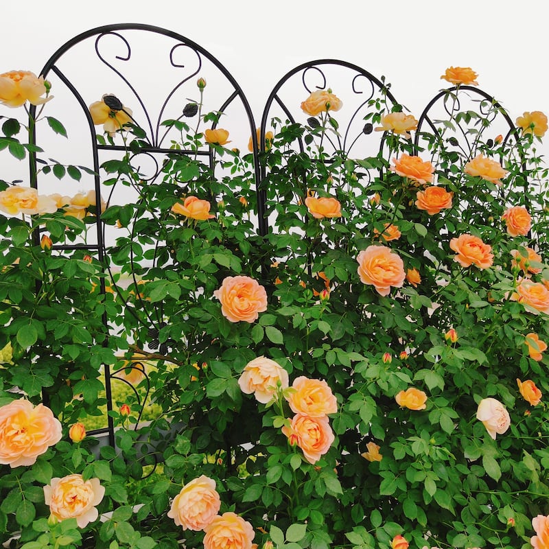 2 Pack Metal Garden Trellis Rustproof Trellis for Climbing Plants Outdoor Flower Support Black