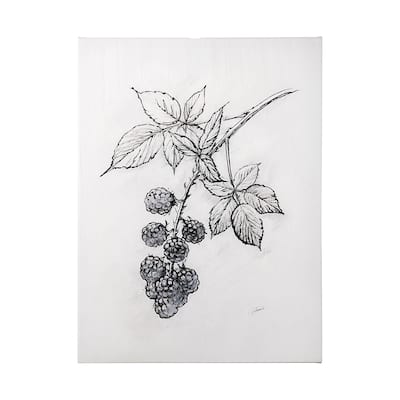 Wildberry Collection Blackberry (36 x 48) Canvas Art Print