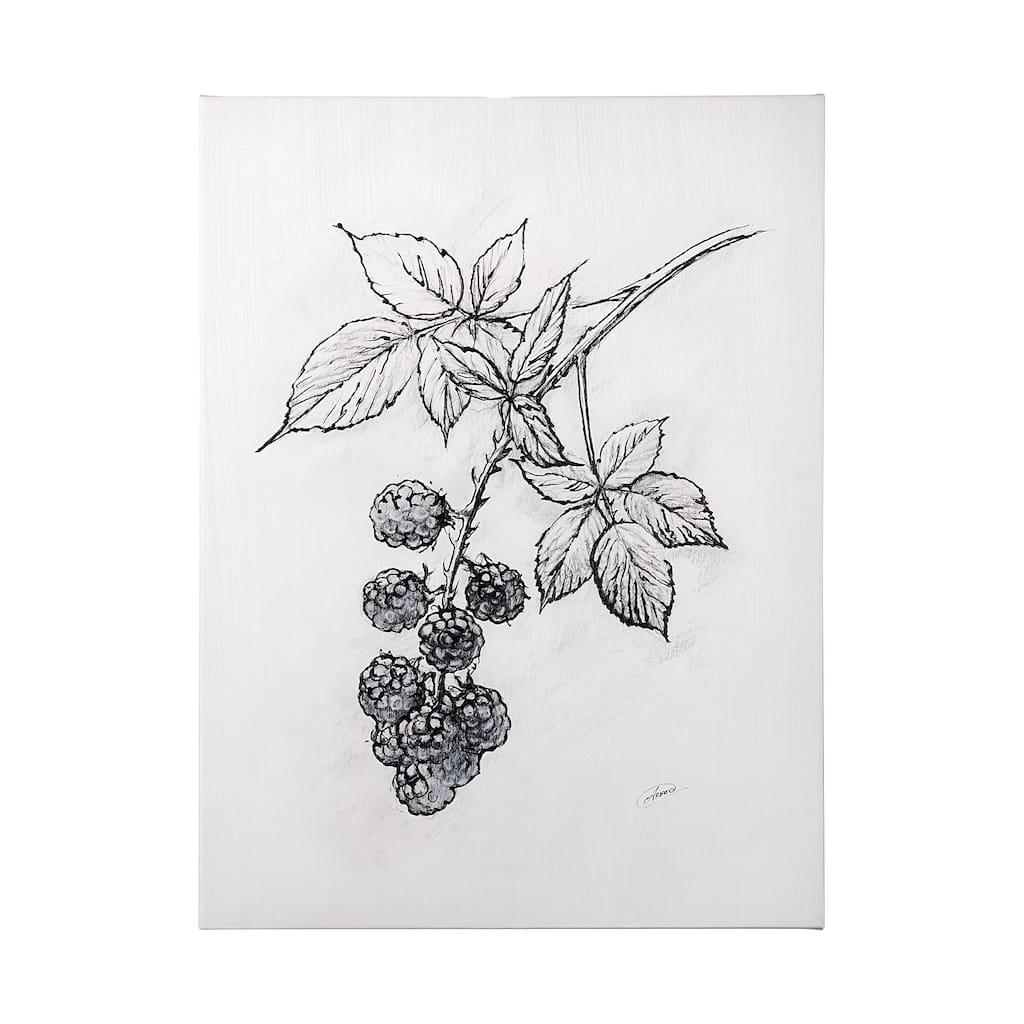 Wildberry Collection Blackberry (36 x 48) Canvas Art Print
