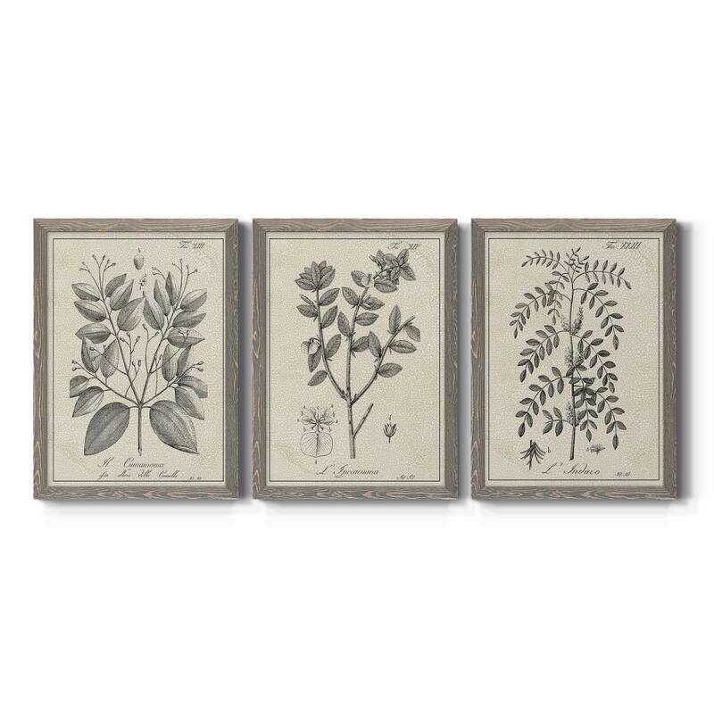Antique Black & White Botanical VII-Premium Framed Canvas - Ready to Hang - Multi-Color - 17X20 - Grey