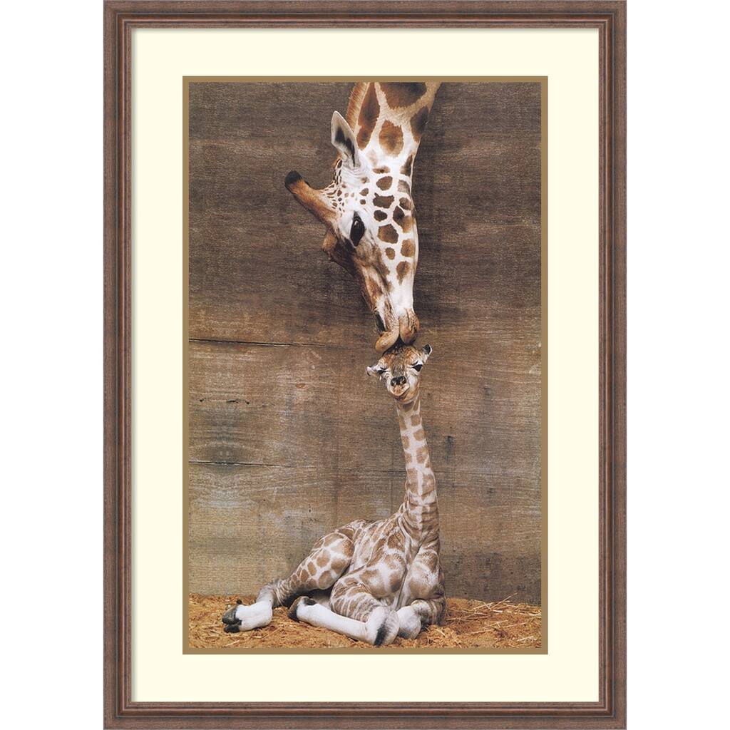 Framed Art Print 'Makulu - Giraffe First Kiss' by Ron D'Raine 27 x 39-inch