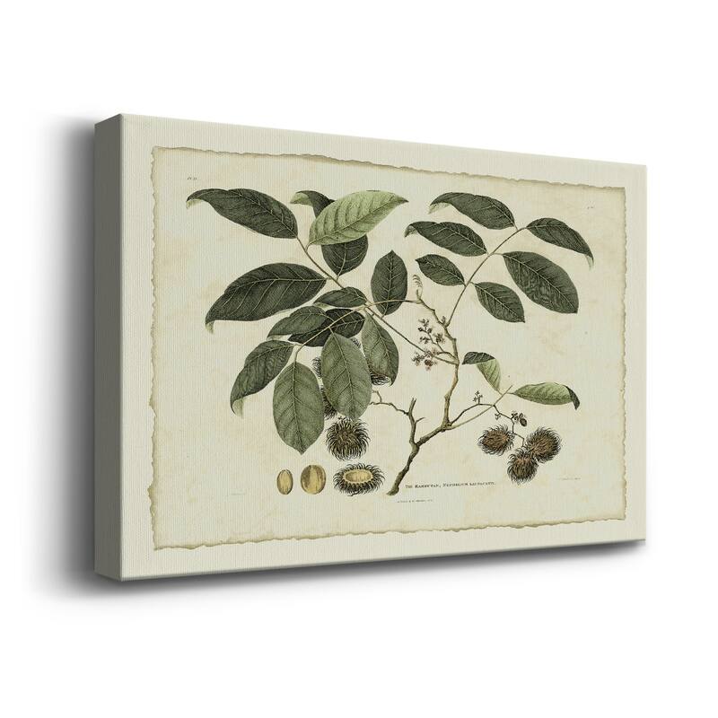 Delicate Botanical III Premium Gallery Wrapped Canvas - Ready to Hang