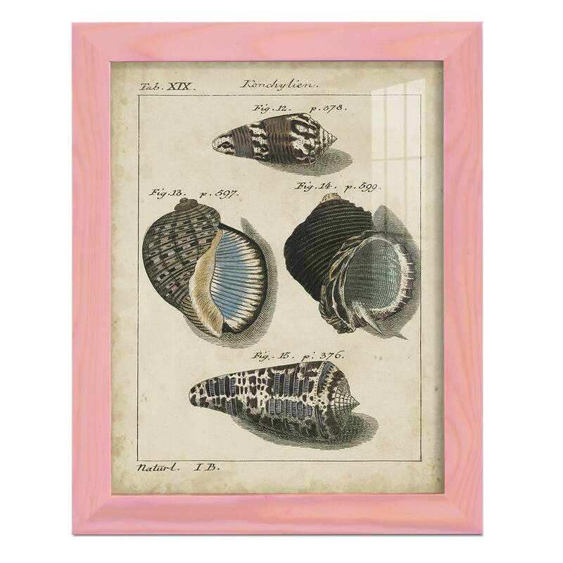 Vintage Shell Study III -Framed Print w/glass-Cherry Red
