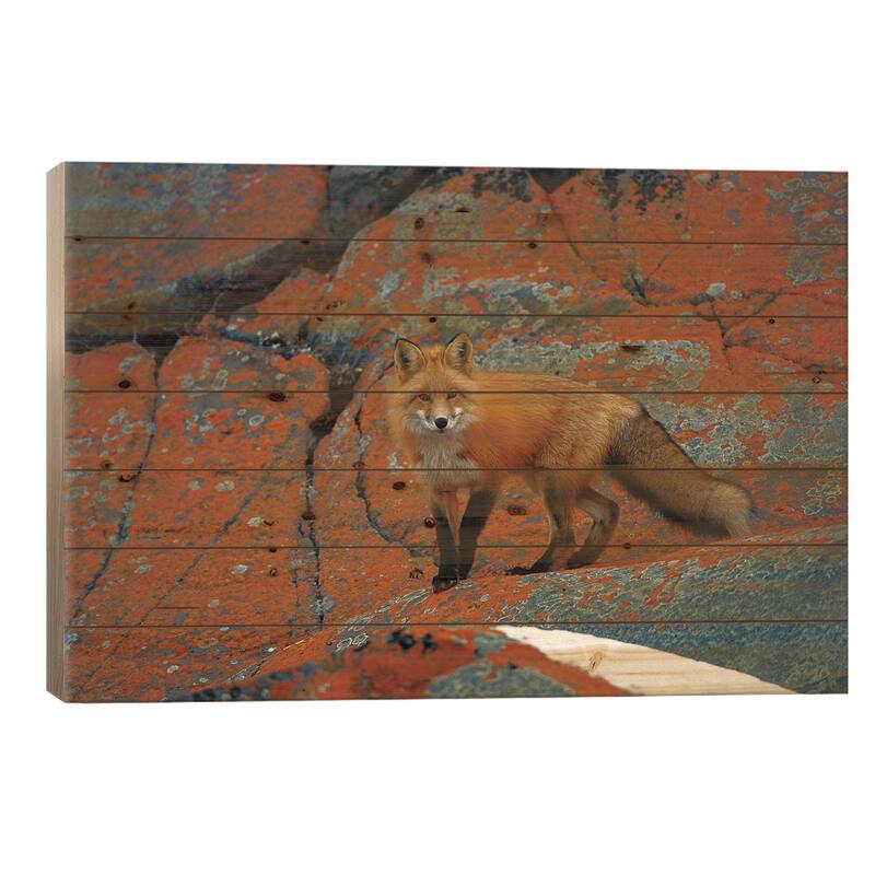 Red Fox On Rocks With Orange Lichen, Churchill, Canada Print On Wood by Konrad Wothe - Multi-Color - 18x26x1.5