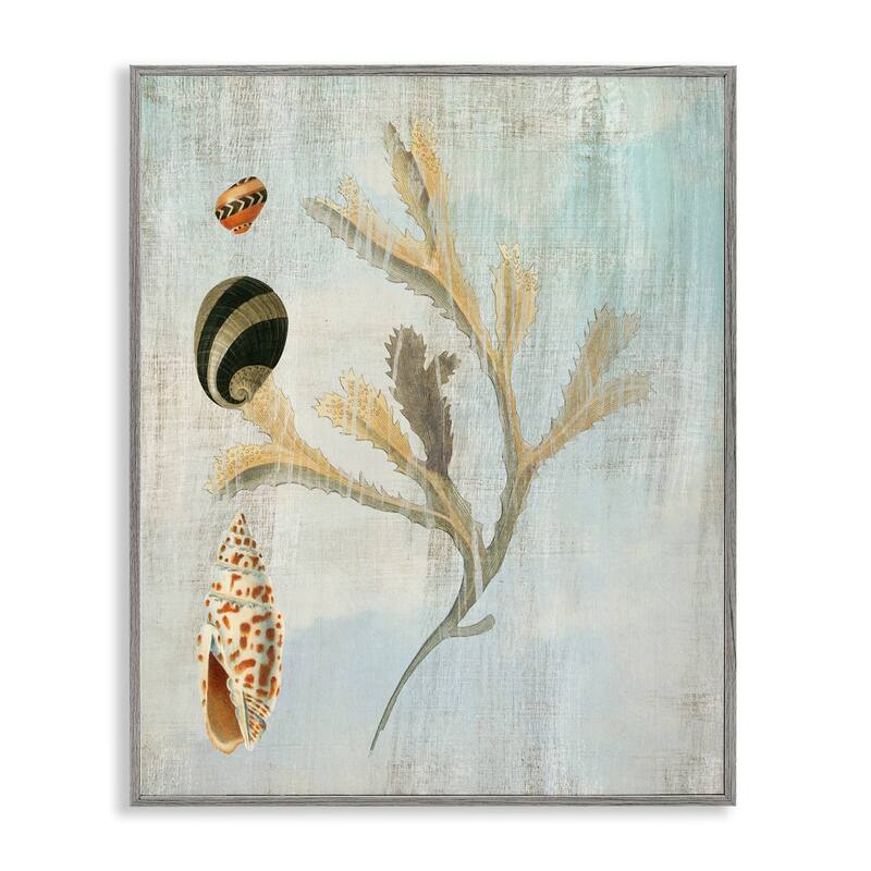 Stupell Mixed Seashells & Coral Framed Giclee Art Design By Susan Arnot - 24 x 30 - Grey