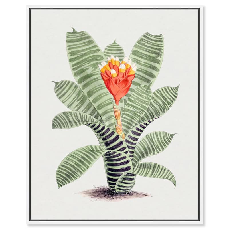 Tillandsia Musaica Plant Canvas by Art Remedy - White - 20" x 24"