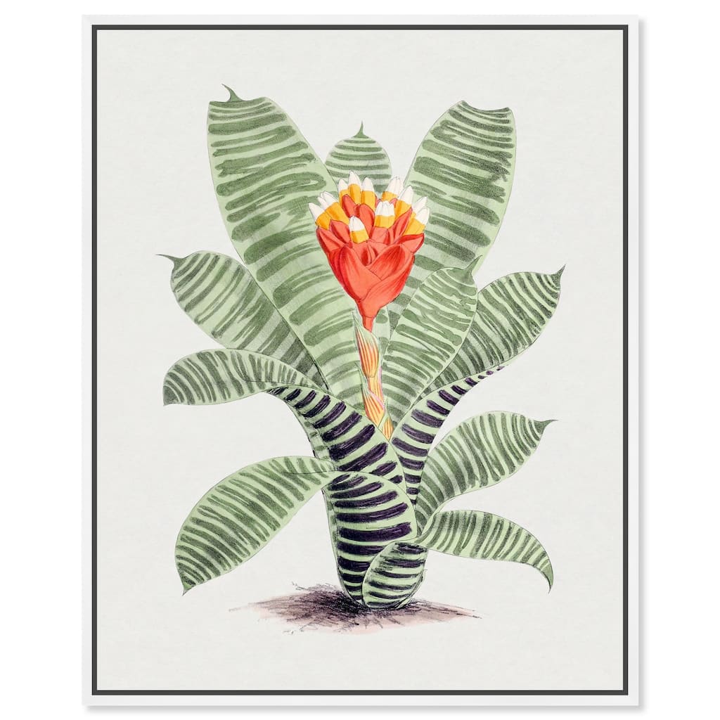 Tillandsia Musaica Plant Canvas by Art Remedy