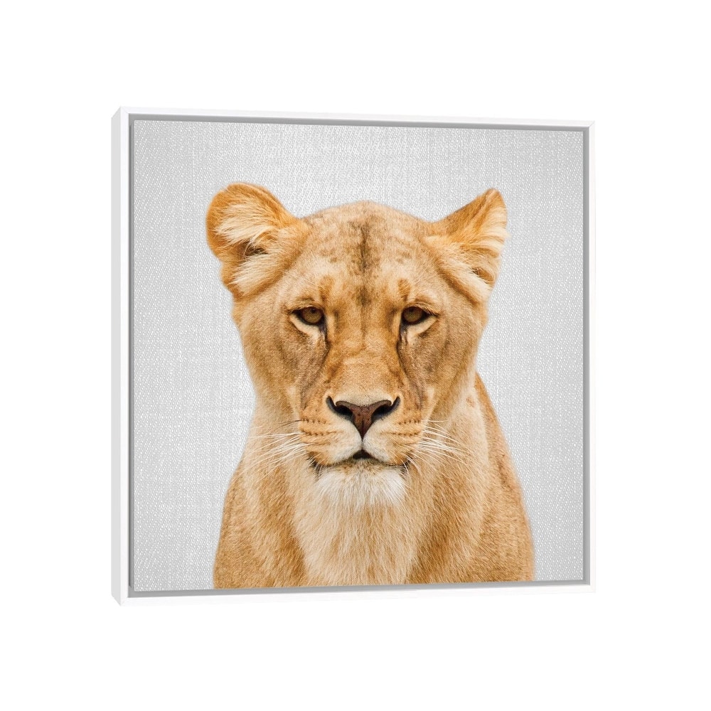 iCanvas "Lioness" by Gal Design Framed Canvas Print