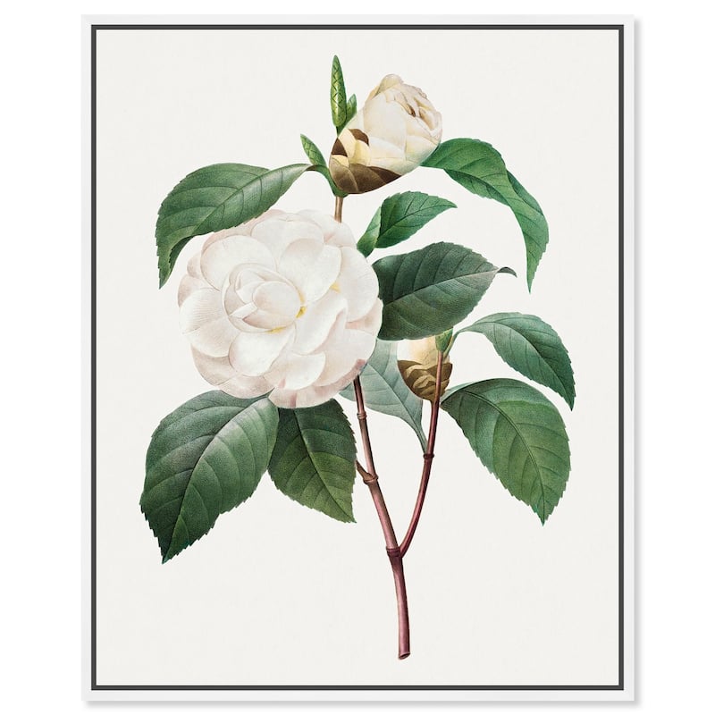 White Camellia Canvas by Art Remedy - White - 36" x 45"