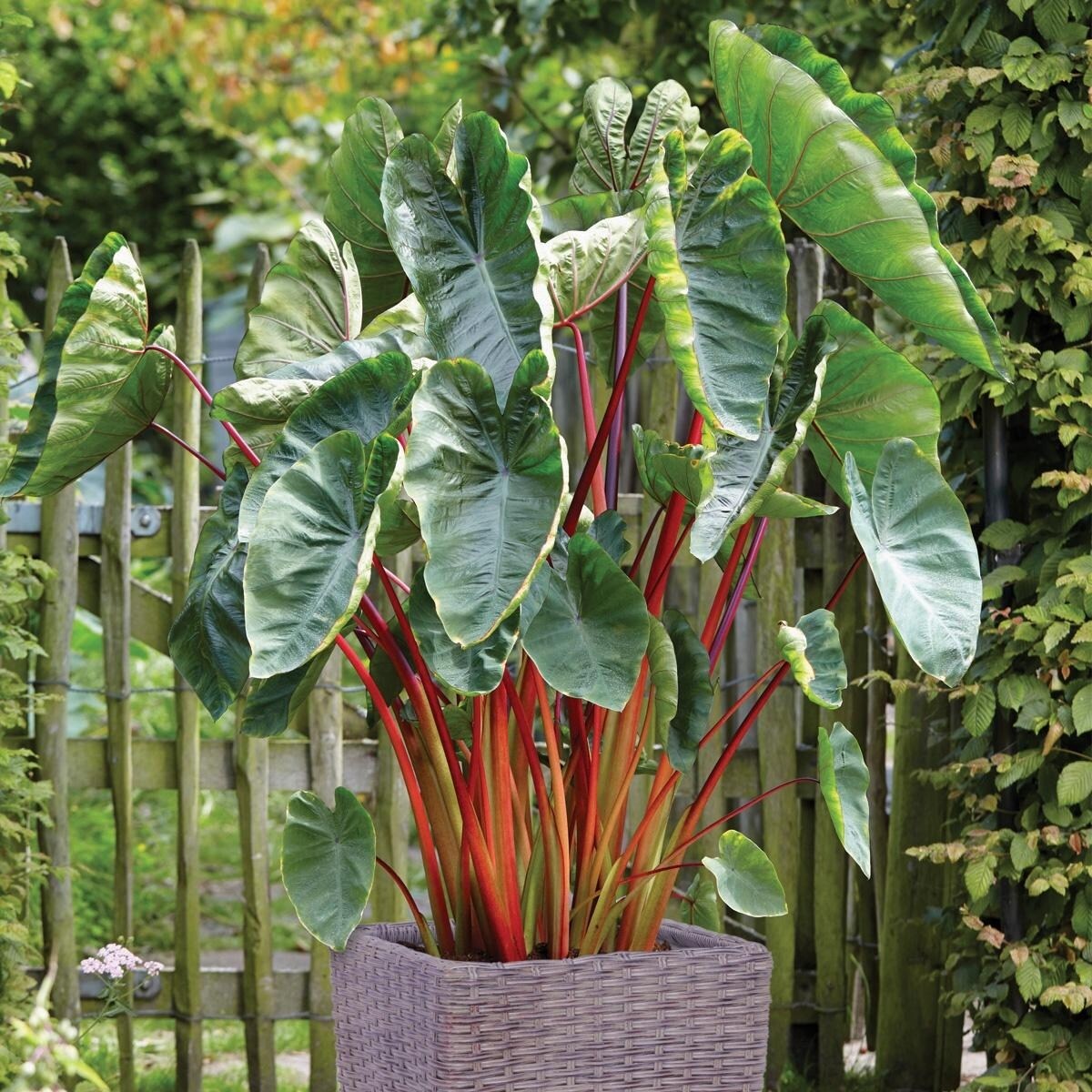 完璧わいふによる Hawaiian Ear Elephant Zyverden Van Punch with Kit Patio 工芸品