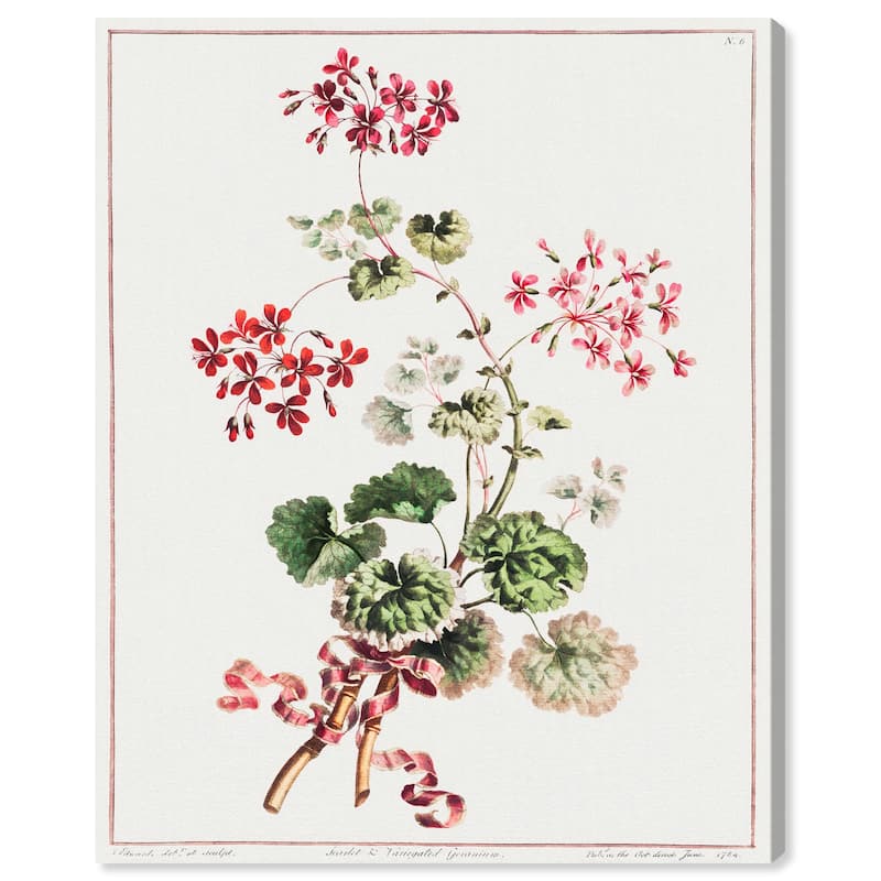 Carlet Variegated Geranium 1801 Canvas by Art Remedy, Gallery Wrapped - 16" x 20"