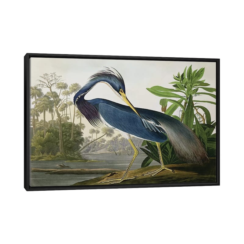 iCanvas "Louisiana Heron" by John James Audubon Framed Canvas Print - Black - 32x48