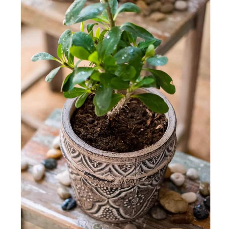 RusticReach Classic Element Art Planter Clay Flowerpot
