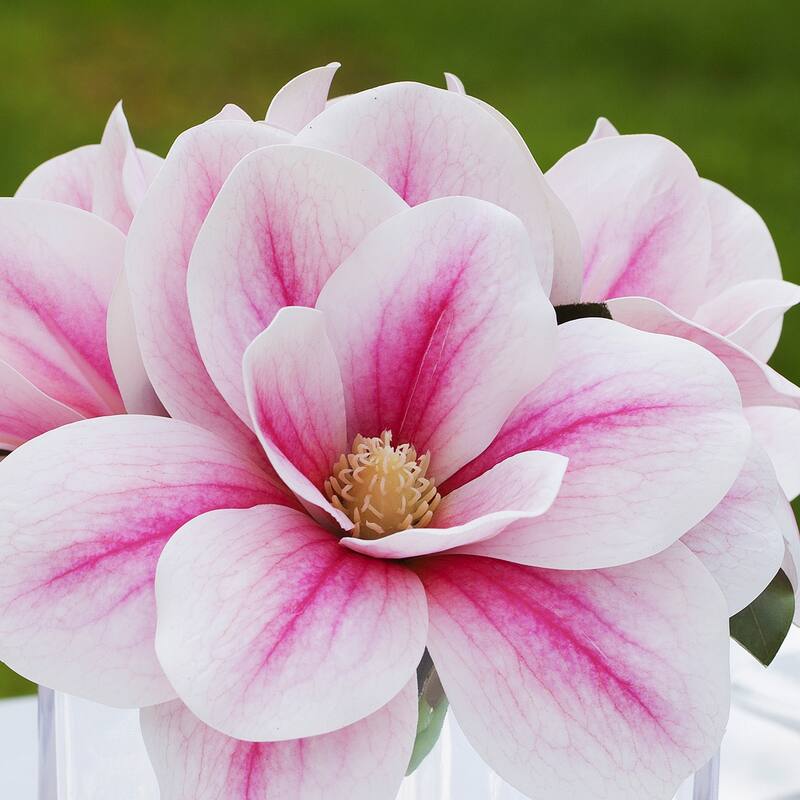 Enova Home Artificial Real Touch Magnolia Faux Flowers Arrangement in Cube Glass Vase with Faux Water Home Wedding Decoration