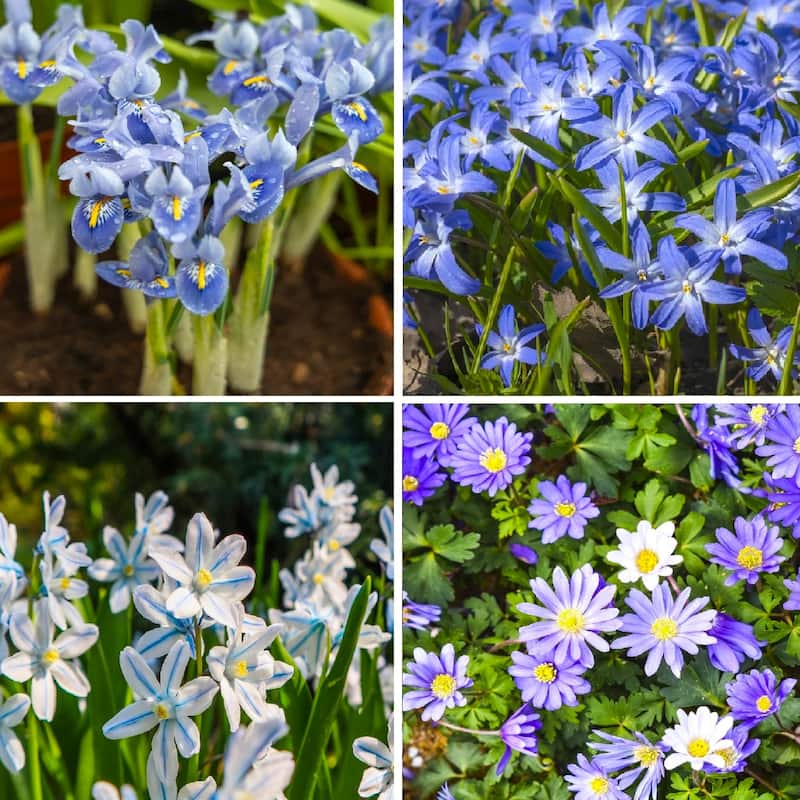 Rock Garden Mixed Flower Collection - 100 Bulbs - Featuring 4 Varieties of Blue, White & Purple Flowers - 100 Bulbs - 100 Bulbs