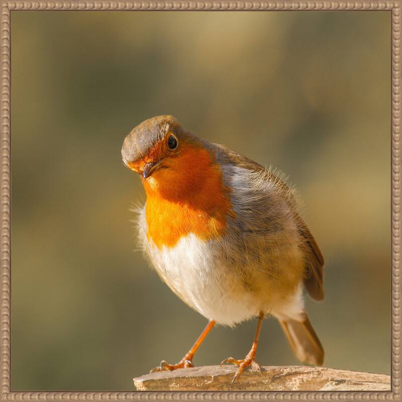 Whats up by Annie Keizer Framed Canvas Wall Art Print