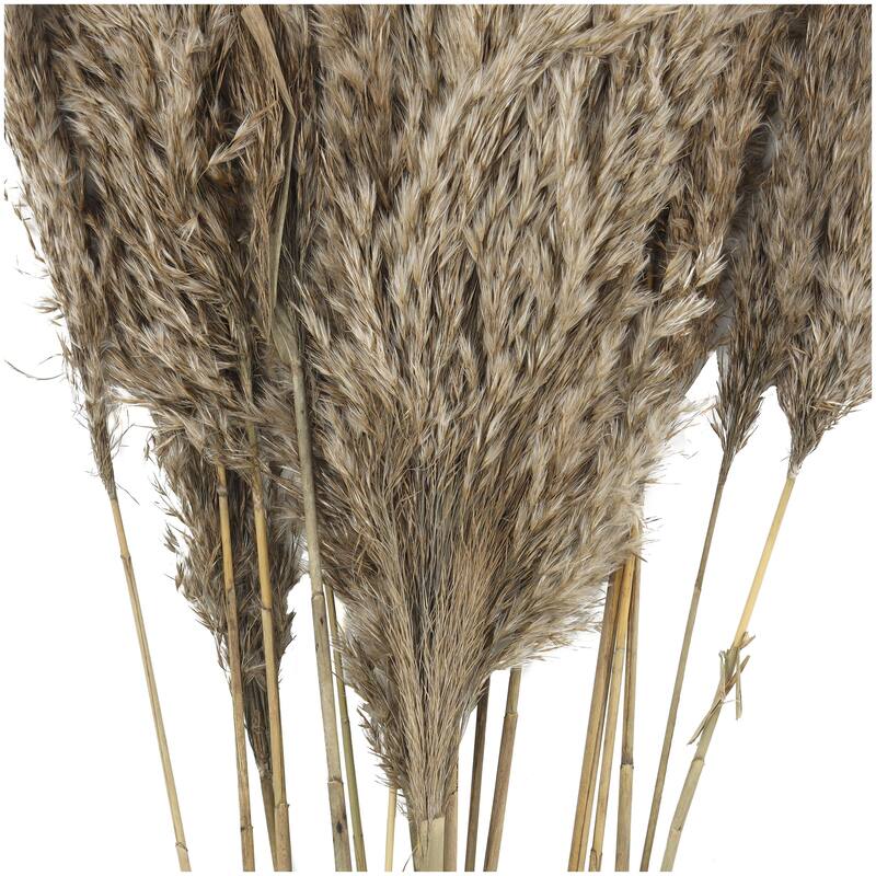 Dried Plant Pampas Grass Home Decor Natural Foliage with Long Stems - Brown or Green - Roche River Decor