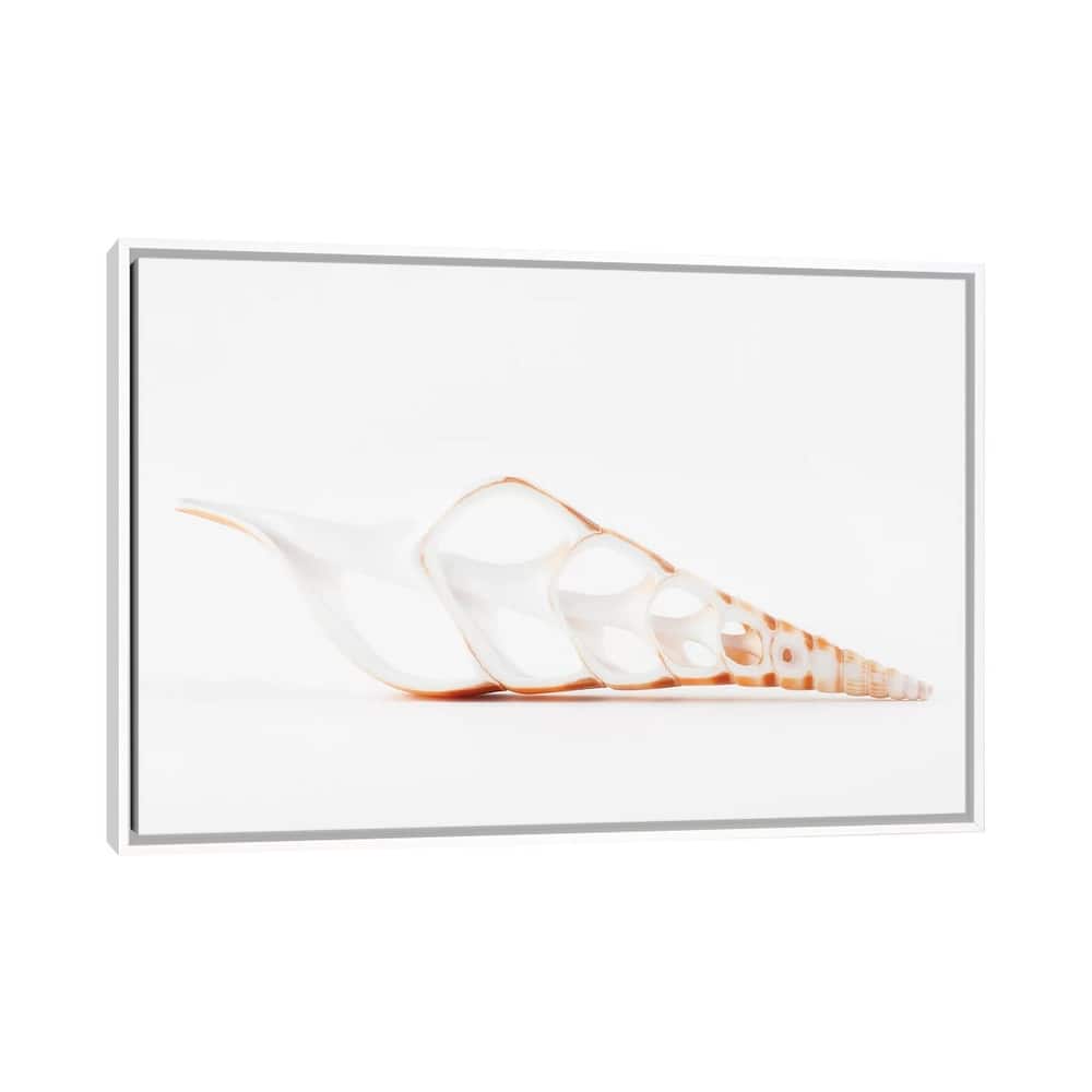 iCanvas "Beautiful Cut Tibia Shell II" by Philippe Hugonnard Framed