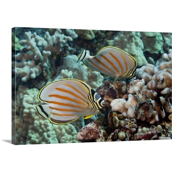 Pair Of Ornate Butterflyfish On Tropical Reef Multi Color