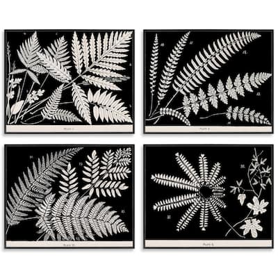 Stupell Ferns Studies with Stark Contrast Framed Giclee Art Design By Phillipa Katz (Set of 4)