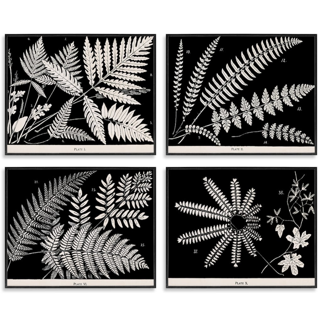 Stupell Ferns Studies with Stark Contrast Framed Giclee Art Design By Phillipa Katz (Set of 4)