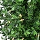 preview thumbnail 3 of 1, Fraser Hill Farm 3-Ft. Boxwood 2-Ball Topiary with Black Pot and Warm White LED Lights - 3 foot