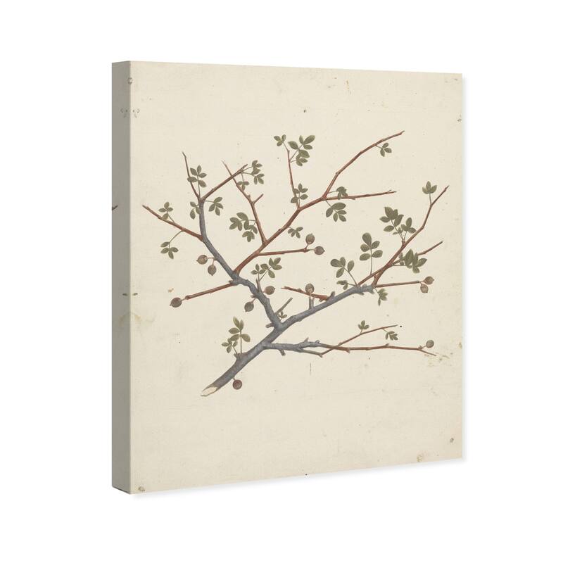 Wynwood Studio Canvas Floral and Botanical Balm of Gilead Green and Traditional Wall Art Canvas Print