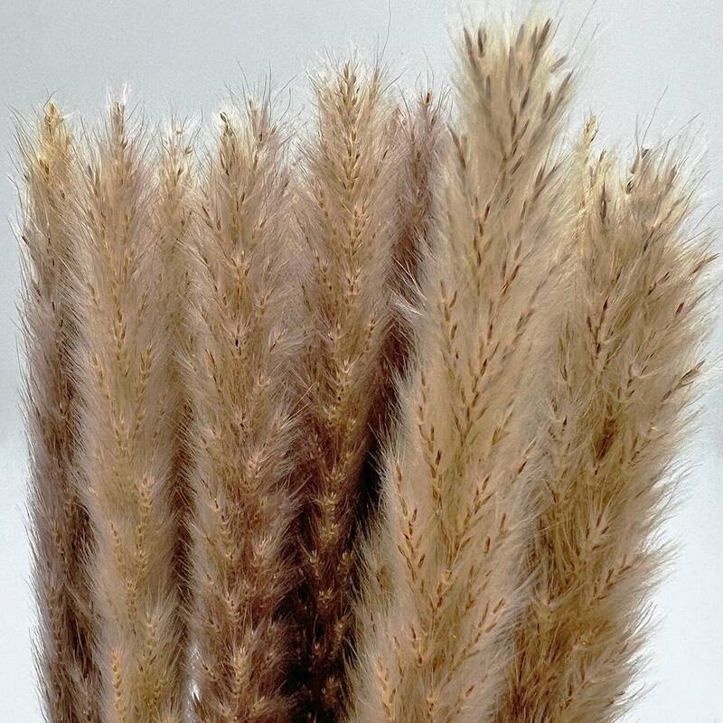 Bundle of 4 Preserved flowers Small pampass grass, 20" long - 20 inch