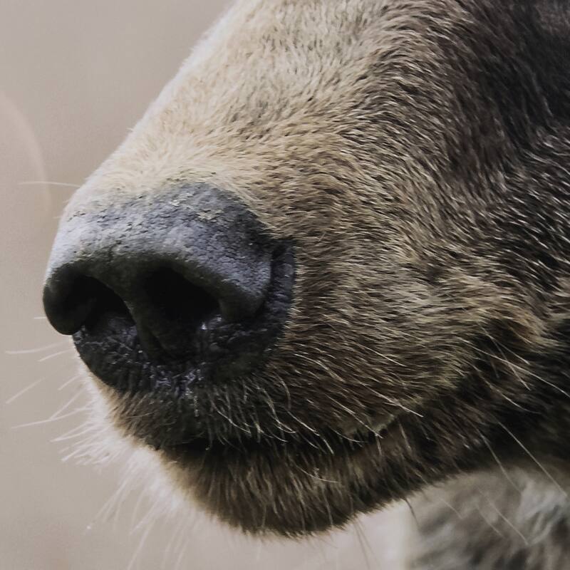 Bear Focus - Hush Framed Art Print