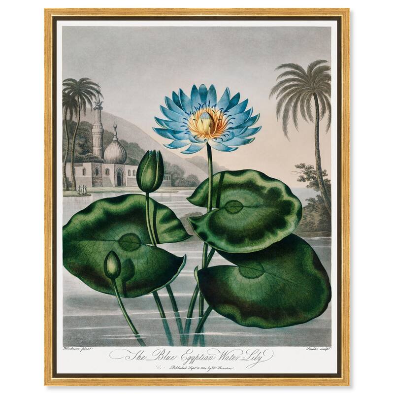 Blue Egyptian Water-Lily Canvas by Art Remedy - Gold - 24" x 30"