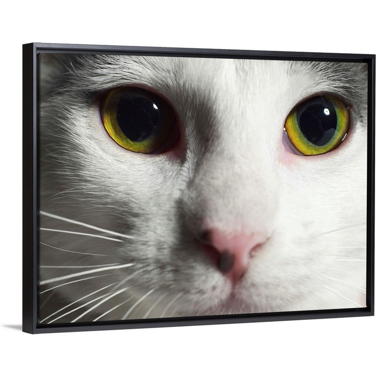 Shop Close Up Of A Cat S Face Black Float Frame Canvas Art