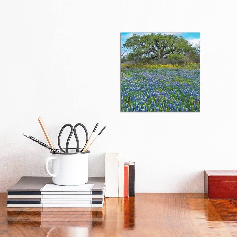 iCanvas "Sand Bluebonnet Field At Edge Of Forest, Texas" by Tim Fitzharris Canvas Print - 12x12x0.75