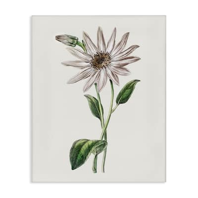 Stupell Vintage Mum Sprig Canvas Wall Art Design By CAD Designs