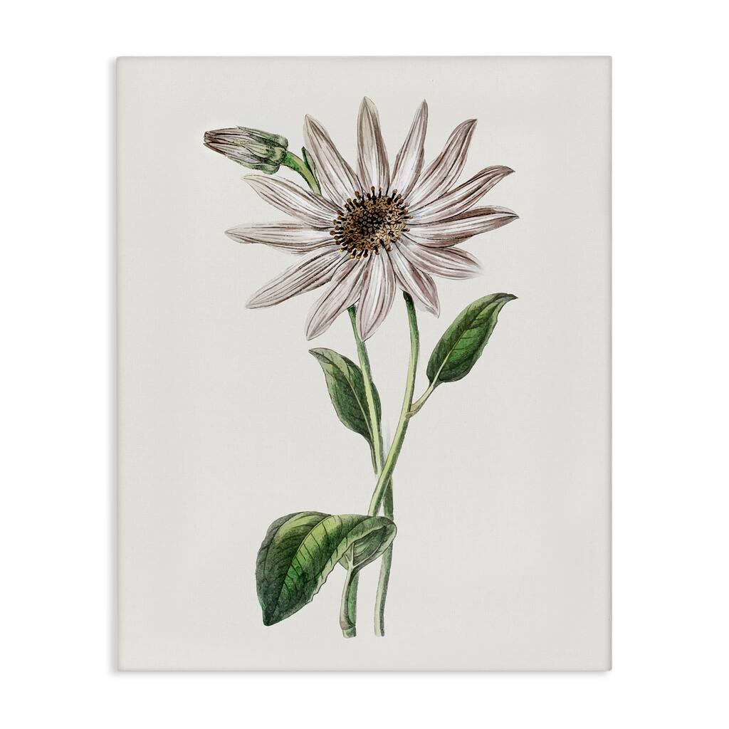 Stupell Vintage Mum Sprig Canvas Wall Art Design By CAD Designs